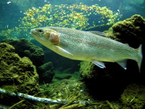 Erie Steelhead Fishing rainbow trout or steelhead