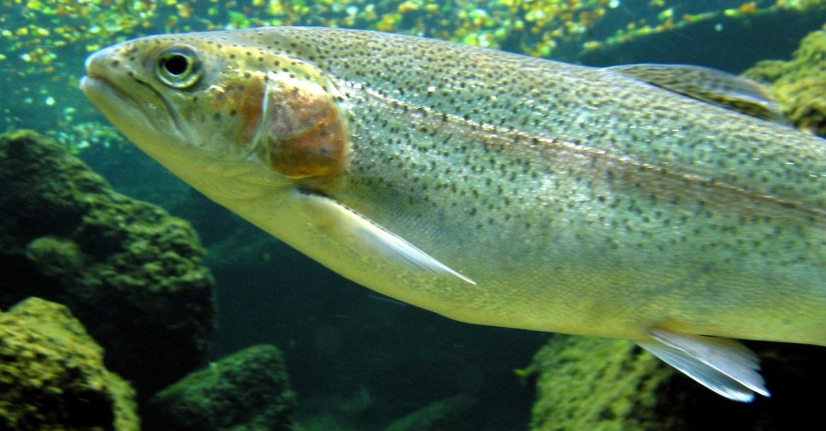 Read more about the article Steelhead in Erie Pa. – Fishing Gear and Techniques