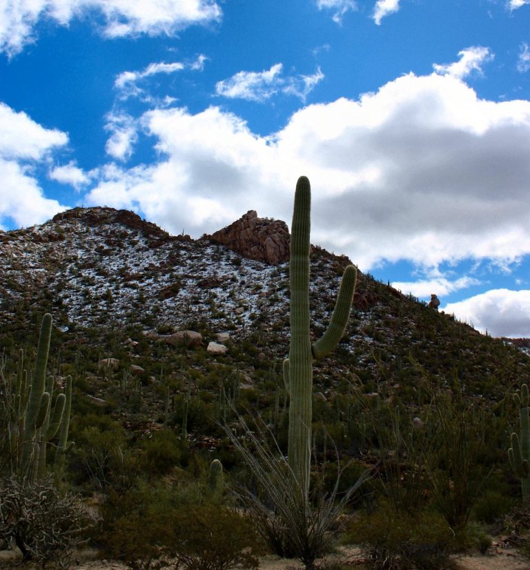 Stunning Scenery Photography Saguaro Photo